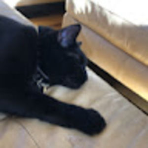 Meet your Posher, Tessla